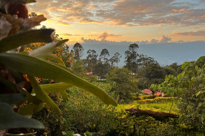Coffee Lands Birdwatching Tour (Transport + Guiding) - About Your Stay