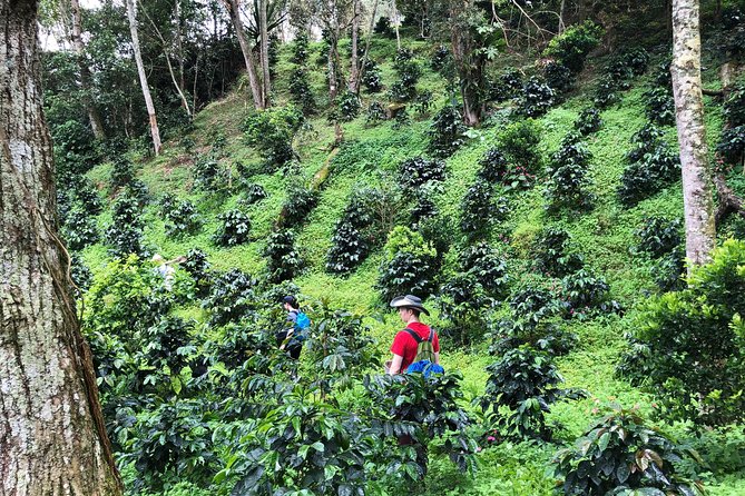 Coffee Tour Finca Jaguar - Tour Overview