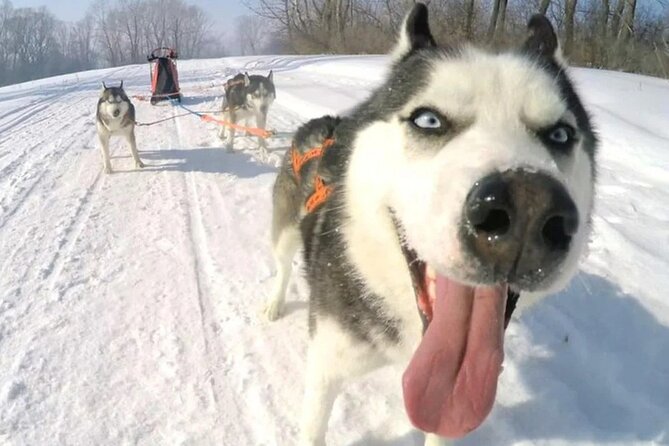 Combo TourHusky and Reindeer Sledding Ride in Levi - Key Points
