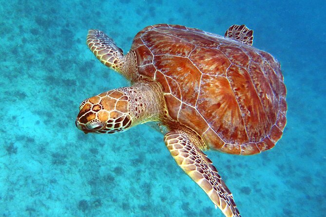 Coral Reef and Turtle Discovery Tour - Itinerary and Activities