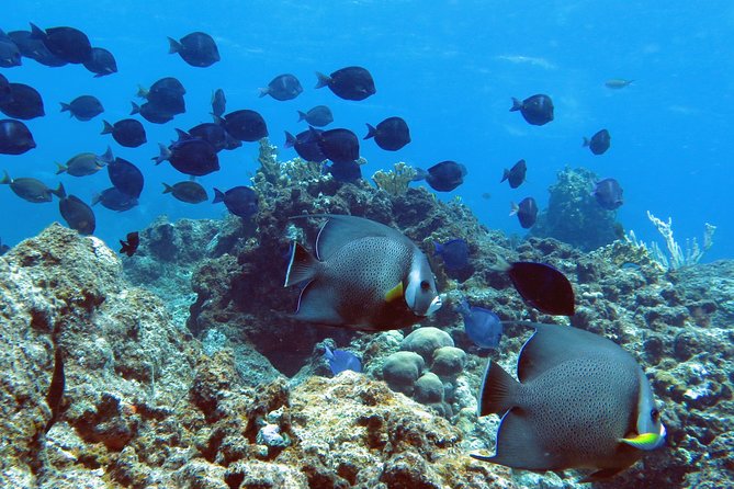 Coral Reef and Turtle Kayak Excursion - Tour Overview