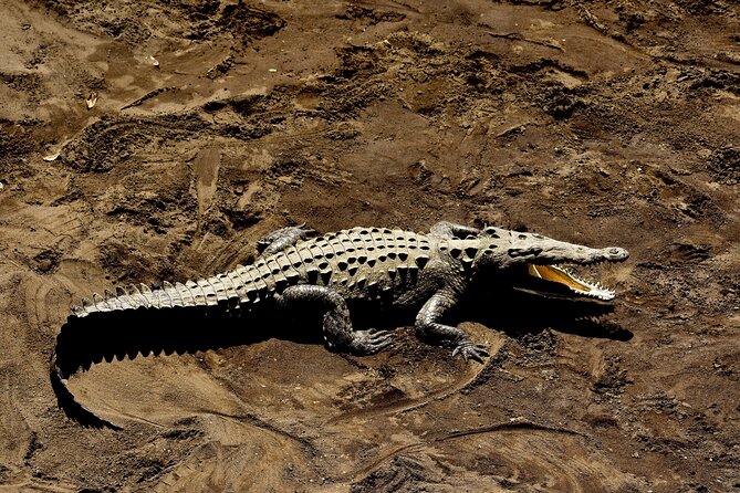 Crocodiles Safari & Zipline Adventure - Private Sightseeing Tours - Good To Know