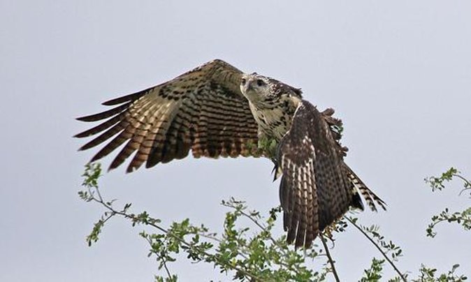 Crooked Tree Bird Watching - Good To Know
