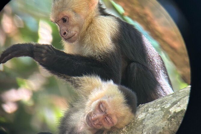 Damas Island Mangrove Tour With Monkeys - About Your Stay