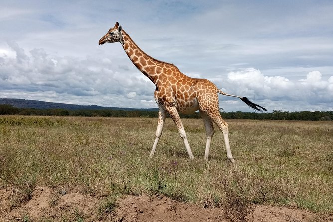 Day Tour; Amboseli National Park Safari From Nairobi.