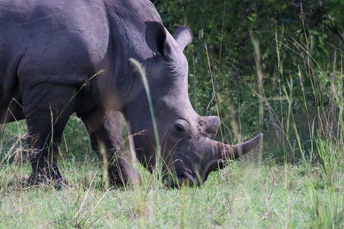 Day Tour Of Ziwa Rhino Sanctuary and Wildlife Ranch - ZIWA RHINO TREKKING - Good To Know