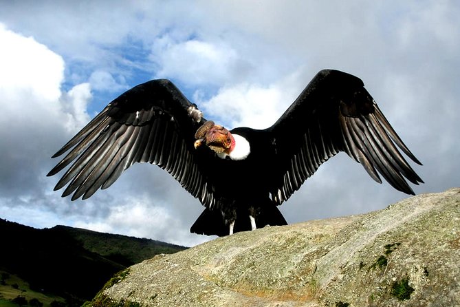 Day Tour to Chonta Canyon -Condors Views - About Your Stay