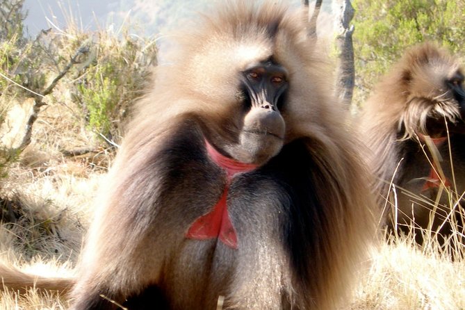 Day Trip From Addis Ababa To Debre Libanos & Blue Nile Gorge - Key Points