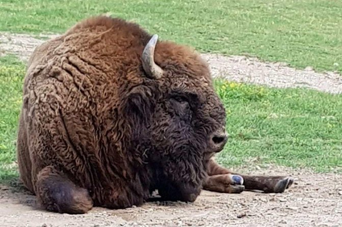 Day Trip From Brasov: Bison Reserve & Traditional Lunch - Good To Know