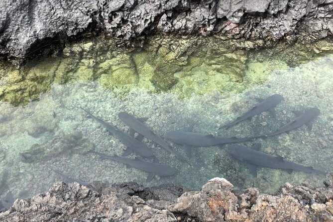 Day Trip to Isabela Island and Tintoreras in Galápagos - Tour Overview and Experience
