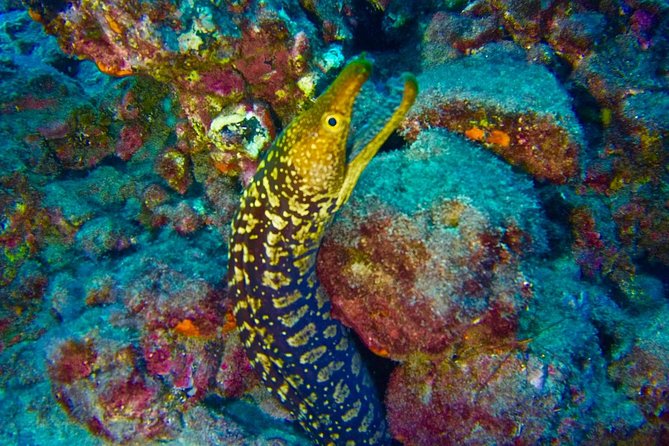 DEEP DIVING SPECIALITY - Discover a New World up to 40M Depth ! - Overview of the Diving Experience