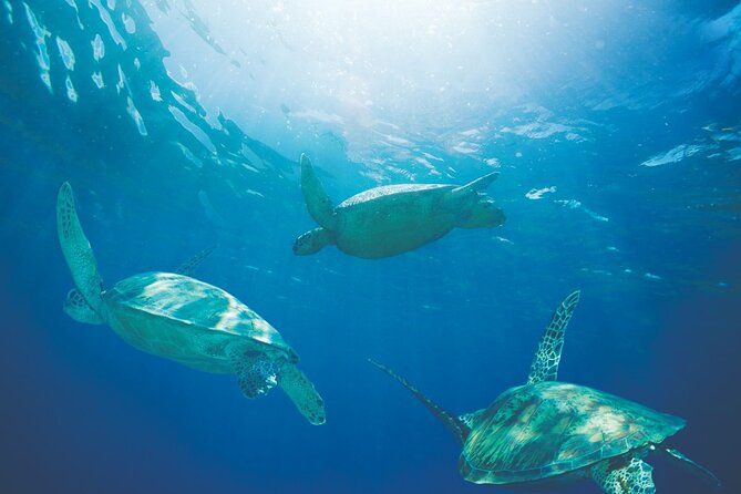 Diamond Head Sunrise & Turtle Snorkeling - About Your Stay