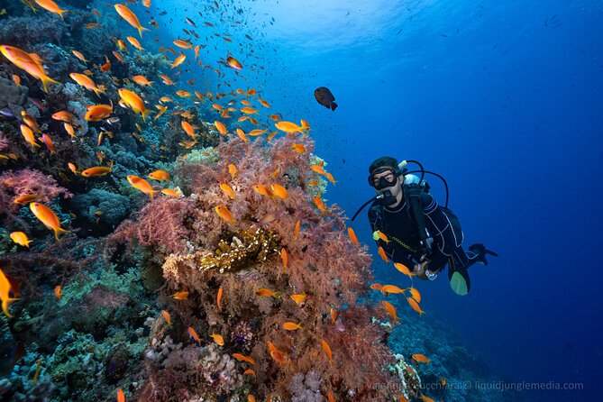 Dive in Sharm El Sheikh - Diving Boat Trip for Certified Divers - Good To Know
