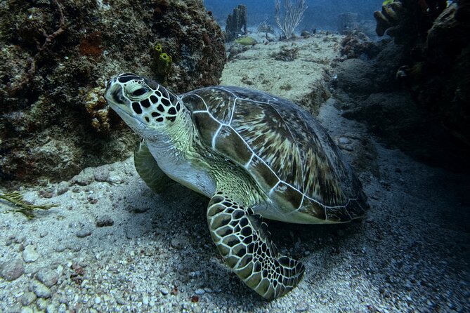 DiveCarib - An Eco-Friendly Certified Diver Trip in Antigua - Good To Know