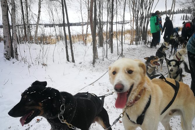 Dog Sledding - Good To Know