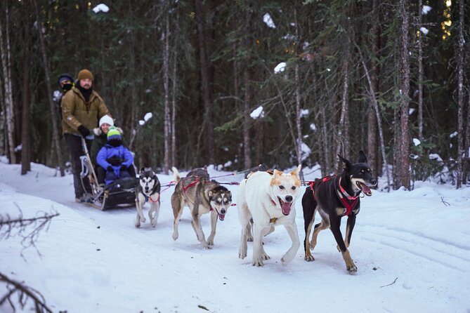Dogsled and Reindeer Day Trip to Borealis Basecamp - Overview of the Experience