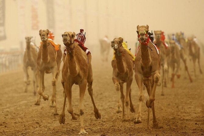 Doha Qatar Camel Race Track Visit| West Coast Natural Attractions - Key Points