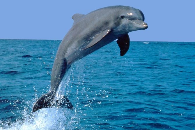 Dolphin Experience in Open Sea and South West Tour of Mauritius Including Lunch - Good To Know