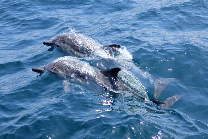 Dolphin House: Full-Day Trip by Boat in Hurghada - Good To Know