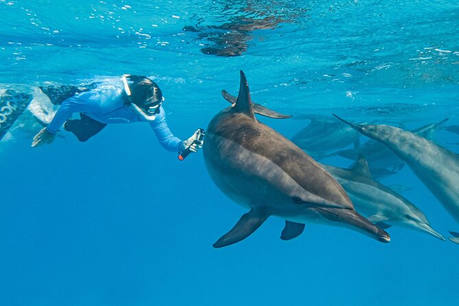 Dolphin House Samadai Reef Boat Snorkeling Trip From Marsa Alam - Itinerary and Schedule
