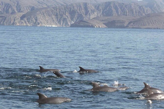Dolphin Watching Cruise From Muscat