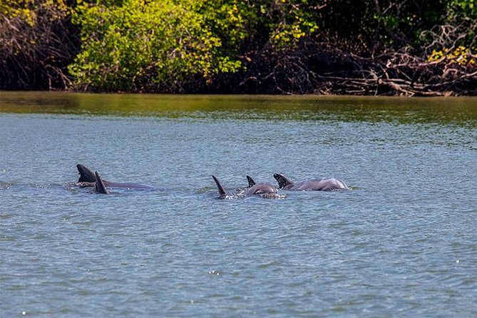 Dolphin Watching Experience in Puerto El Morro From Guayaquil - About Your Stay