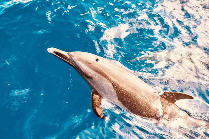 Dolphin Watching & Snorkel in the West Coast Line of Oahu - Good To Know