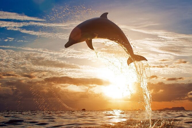 Dolphins House Sea Hero of Egypt Snorkeling &Water Activities - Good To Know