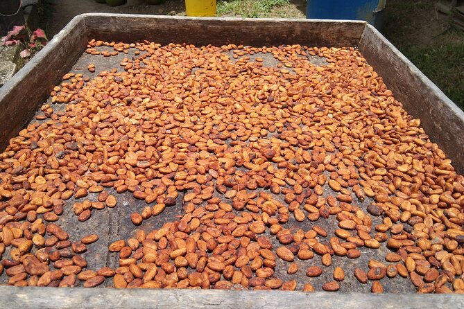 Dominica Chocolate Factory Tour and Taste - Tour Overview
