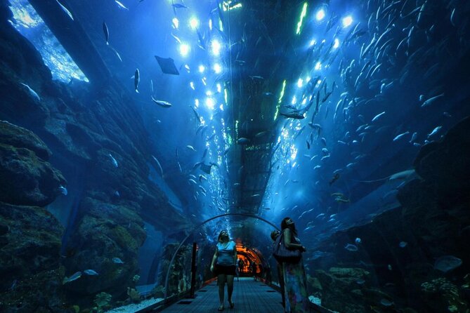 Dubai Aquarium and Underwater Zoo With Penguin Cove Tickets. - Good To Know