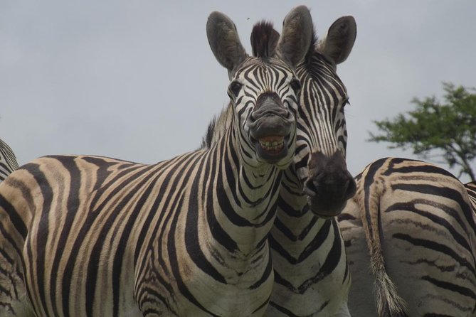 Durban Shore Excursion: Private Small Group Tala Game Reserve - Good To Know