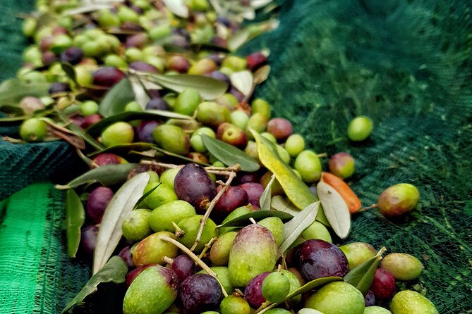 E.V.O. Oil of Lake Como Tasting+ Food Pairings - Good To Know