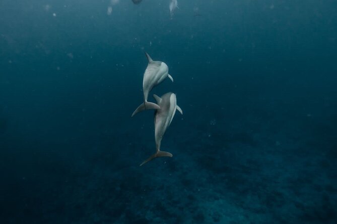 Eco-friendly Dolphin Watching Tour in Mauritius - Good To Know
