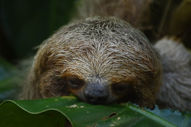 Ecocentro Danaus Nature Walk and Search for Sloths - Good To Know