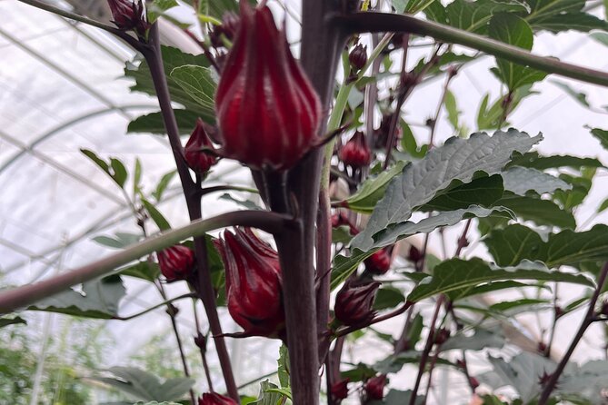 Edible Hibiscus Guided Farm Tour (Big Island) - Good To Know