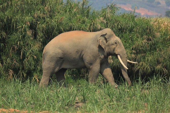 Elephant Keeper Programs With Kuang Si Waterfall in Laos - Good To Know