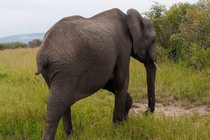 Elephant Orphanage Ticket With Pick up and Drop off - Good To Know
