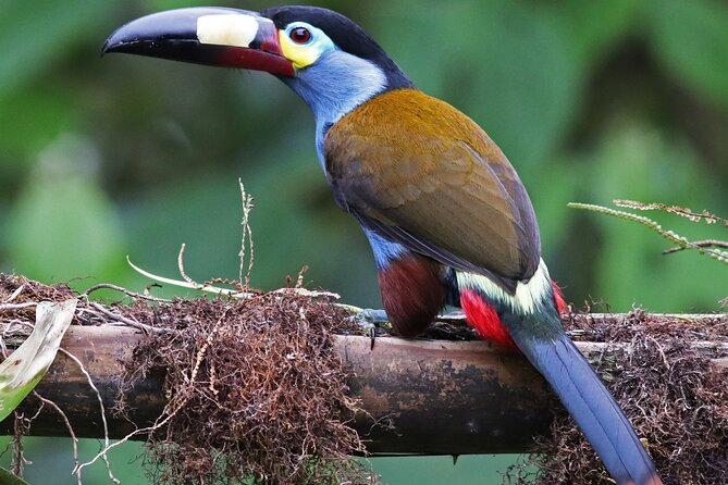 Enjoy The Beauty Of The Birds Of The Northwest - About Your Stay