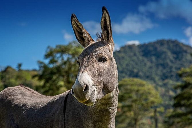 Entrance Ticket to the Farm of Hacienda Orosi - About Your Stay