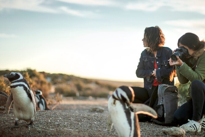 Estancia San Lorenzo: Home of the Largest Penguin Colony - Good To Know