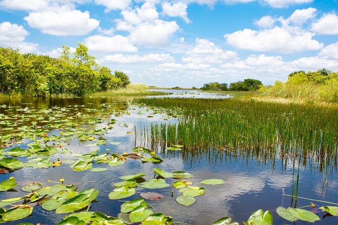Everglades Small Group Express From Fort Lauderdale +Airboat Ride - Overview of the Tour