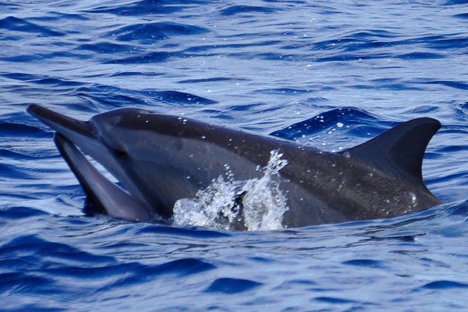 Exclusive Dolphins Encounter - Key Points