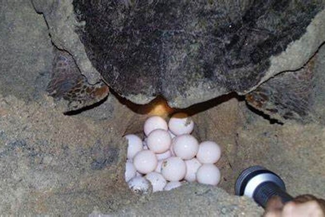 Experience With Sea Turtles in Boavista - Scheduling and Pricing Details