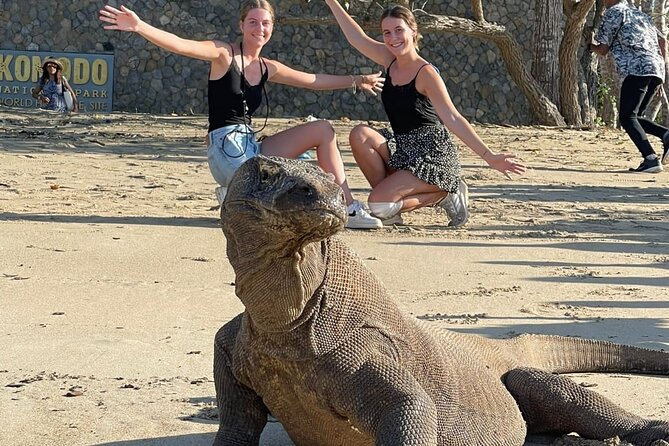 Explore Komodo and Swim With Whale Sharks - Good To Know