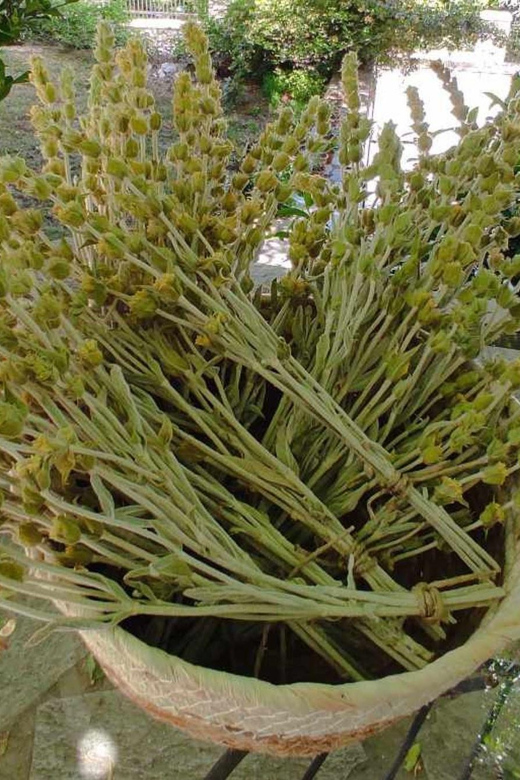 Exploring Herbal Treasures: A Guided Herbal Walk on Pelion - Good To Know