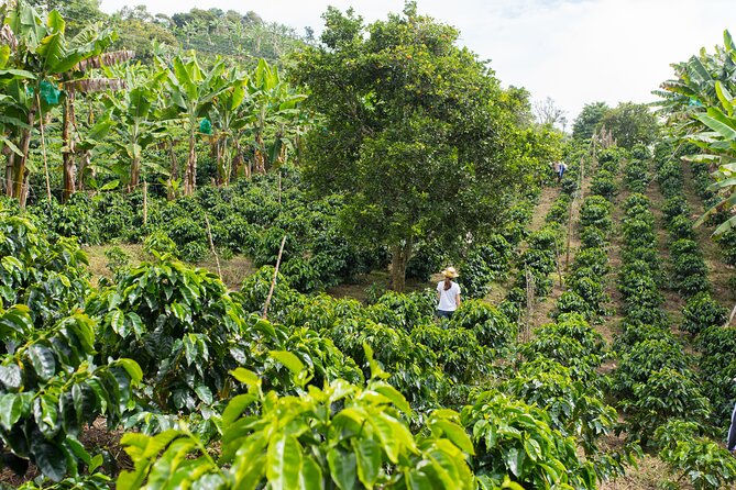 Express Coffee Tour Near Medellin - About Your Stay