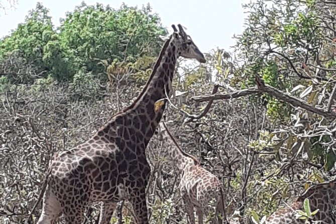 Fathala Wildlife Park - Good To Know