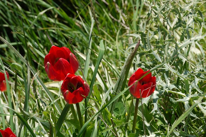 Flower Power - Lotus Land - Good To Know
