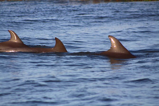Folly Beach Dolphin Viewing Boat Excursion and Estuary Tour - Good To Know