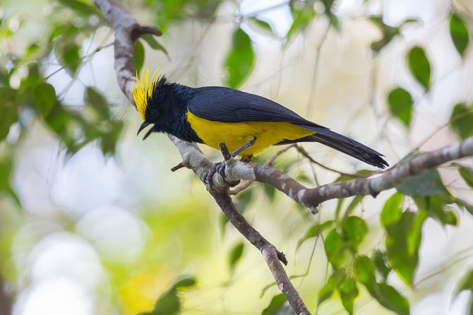 Frasers Hill Bird-Watching & Nature Sightseeing Tour From Kuala Lumpur - Good To Know
